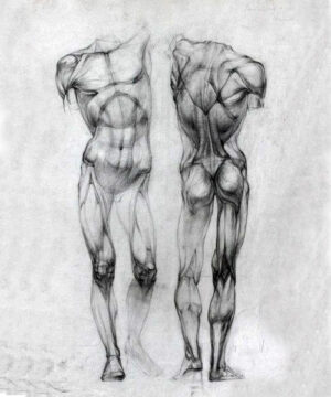 Курс Рисуем человека. Анатомия